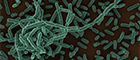 Listeria monocytogenes wildtype EGD. Scanning electron microscopy. Maßstab = 1 µm. Quelle: © Petra Kaiser (2013)/RKI